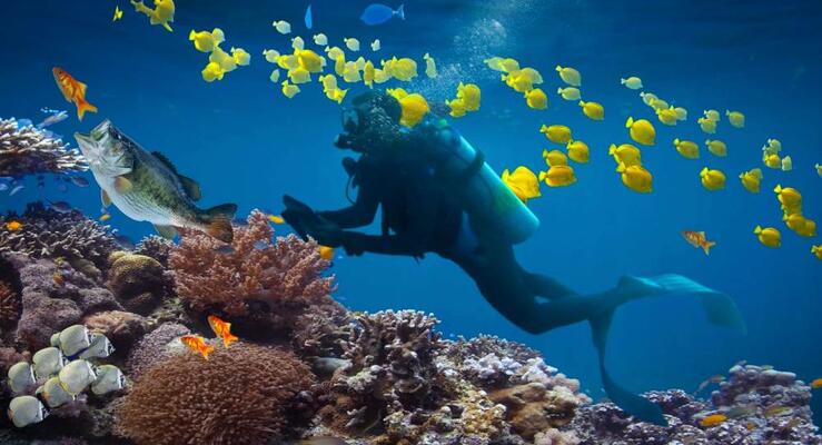 Дайвинг в Гоа: лучшие места у Гранде-Айленда, Нетрани и Агатти