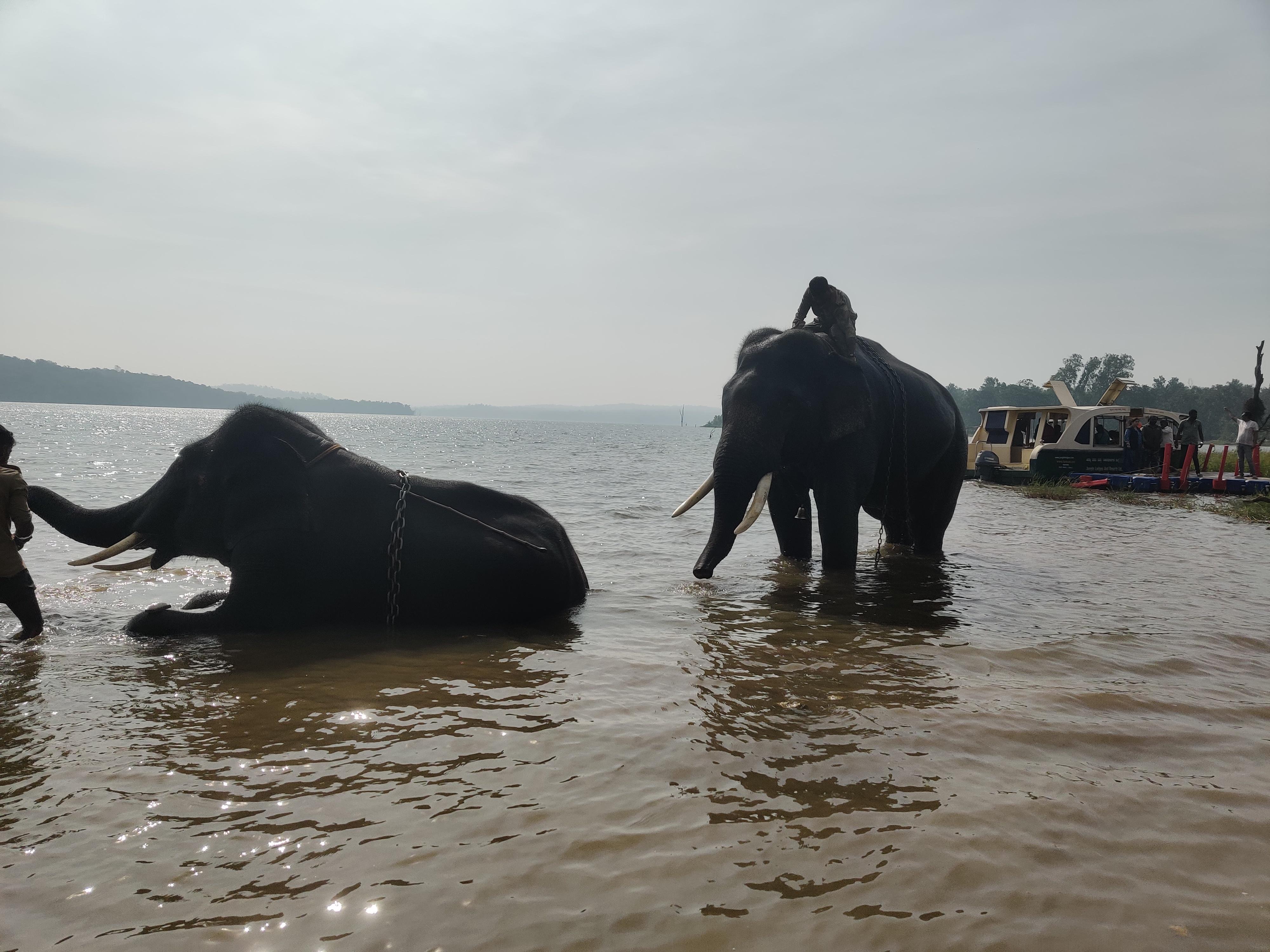 elephant camp shivamogga