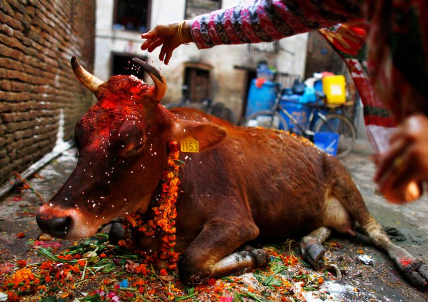 Корова на улице в Индии