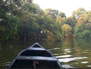 Птичий заповедник Салим Али, остров Чорао