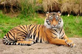 Маршрут «След Тигра»